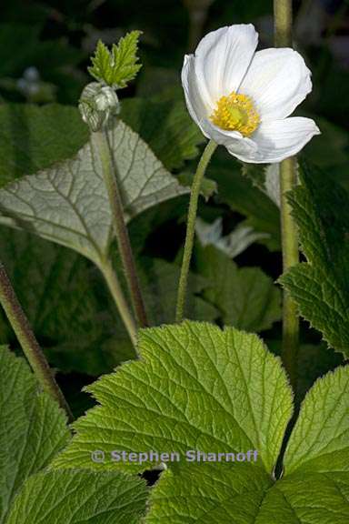 anemone vitifolia 4 graphic